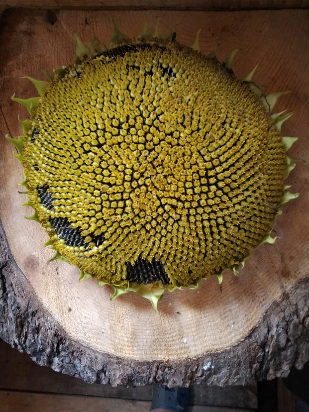 image-5